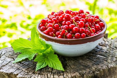 Yeşil bahçe arka plan üzerinde bir plaka üzerinde kırmızı kuş üzümü.