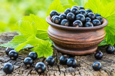 bir kase içinde siyah kuş üzümü