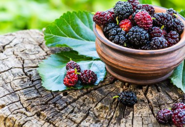 Bahçe bir arka plan üzerine bir kase taze dut