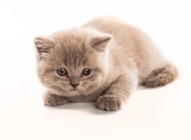 Beyaz arka plan üzerinde izole komik İngiliz yavru kedi