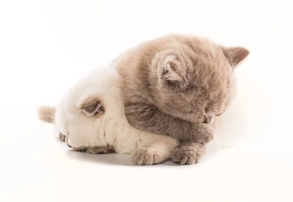 Dos gatitos británicos de pelo corto aislados sobre fondo blanco — Foto de Stock