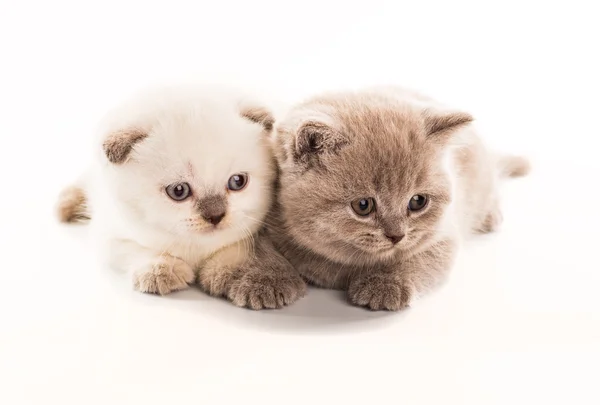 Dos gatitos británicos de pelo corto aislados sobre fondo blanco — Foto de Stock