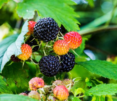 Ahududu. Büyüyen organik çilek portre.