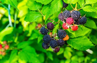 Ahududu. Büyüyen organik çilek portre.