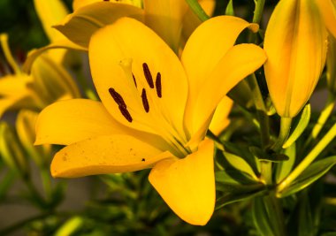Grup güzel sarı lily çiçek yeşil bahçe.