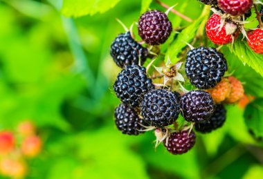 Ahududu. Büyüyen organik çilek portre.