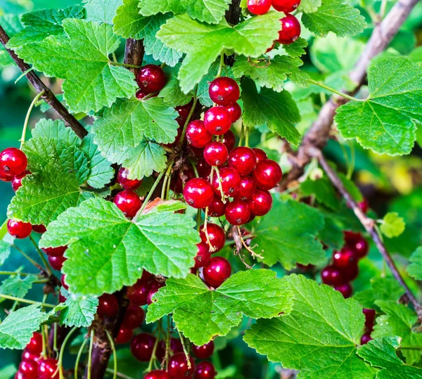 Red currants in the garden. — Stock Photo, Image