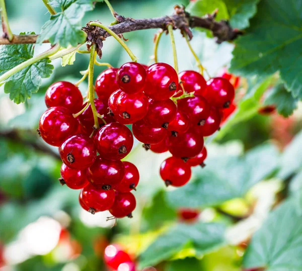 Red currants in the garden. — Stock Photo, Image