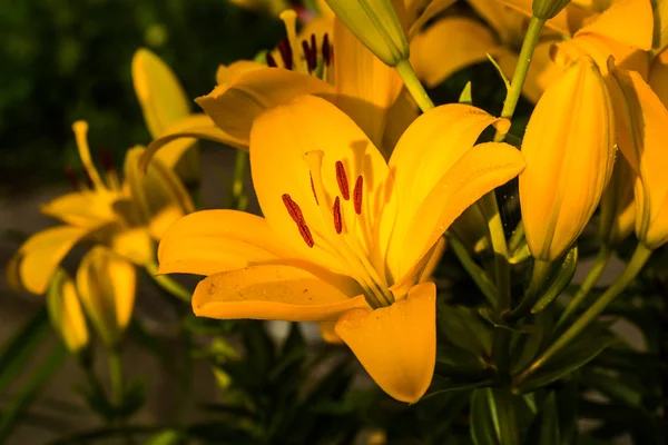 緑豊かな庭園の美しい黄色のユリの花のグループ. — ストック写真