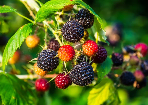 Raspberries. Growing Organic Berries closeup. — Stock Photo, Image