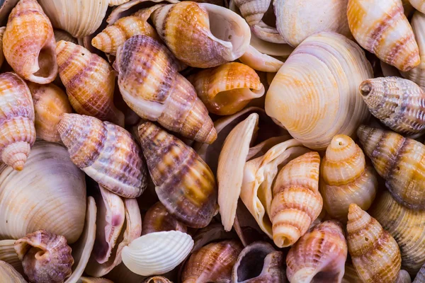 Sea Shells Seashells! - variety of sea shells from beach - panor
