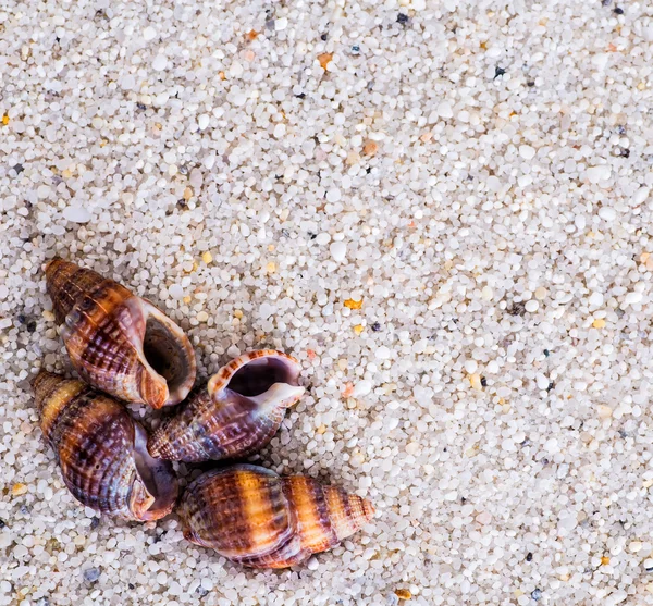 Kumdaki deniz kabukları. Yaz sahili geçmişi. Üst görünüm — Stok fotoğraf