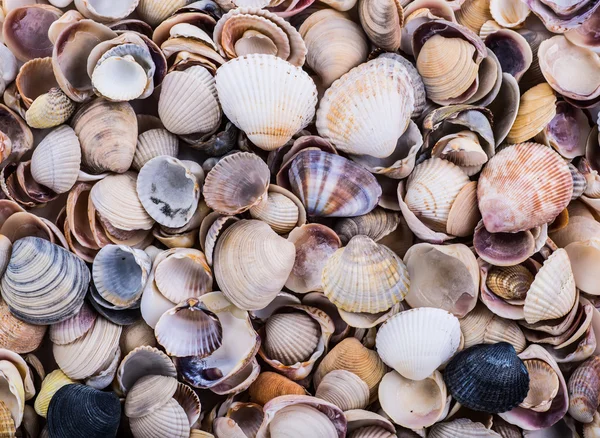 Muschelvielfalt vom Strand - panoramisch - mit großer Scallo — Stockfoto