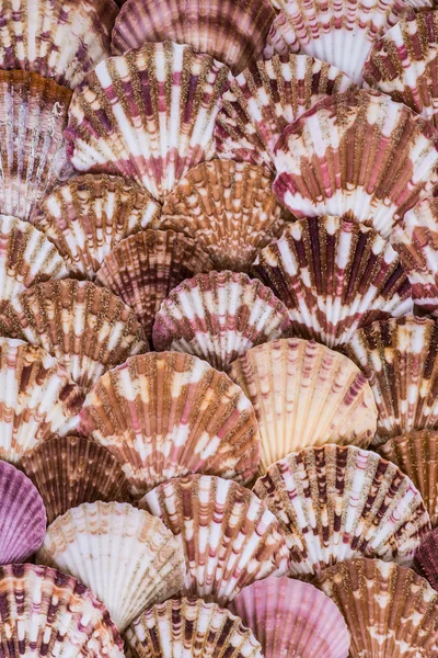 Variety of sea shells from beach - panoramic - with large scallo — Stock Photo, Image