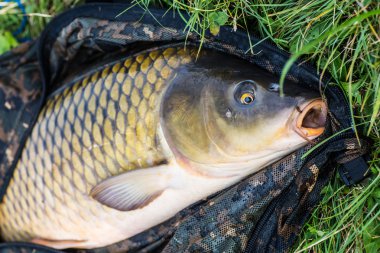 Sazan balıkçılık kupa ile mutlu fener