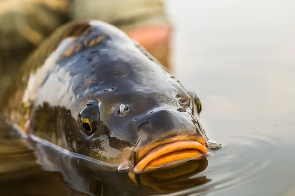 Släppa en spegel karp — Stockfoto