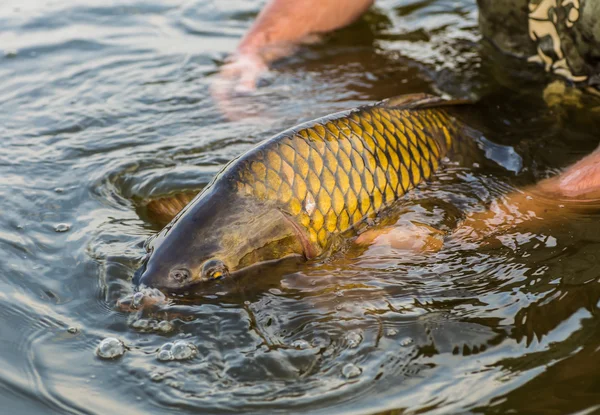 Bir ayna sazan serbest