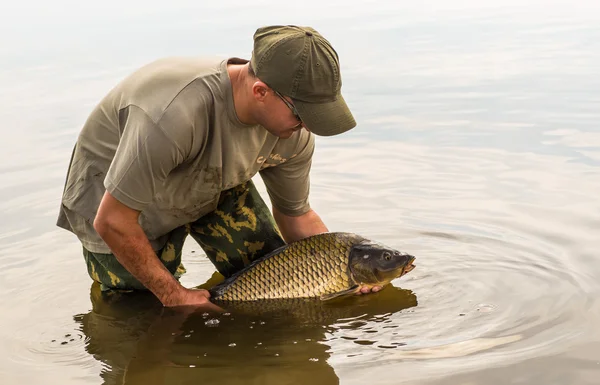 Släppa en spegel karp — Stockfoto