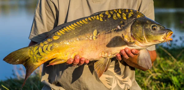 Boldog horgász a ponty halászati trófea — Stock Fotó