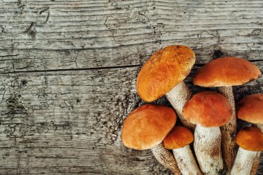 Çeşit çeşit pişirilmemiş orman mantarları sarı boletus, huş ağacı mantarları, paslı arka plan üzerinde russule. Kırsal stil, doğal gün ışığı. Üst görünüm, gıda arka planı kavramı