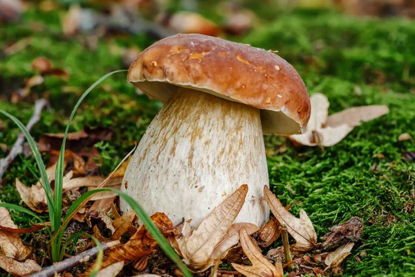 Fungo Nel Bosco Porcino Bolete Boleto Fungo Bianco Fondo Verde — Foto Stock