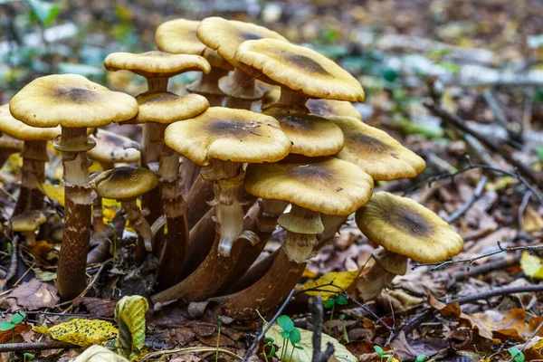 Armillaria Mellea Широко Известный Медовый Грибок Является Базидиомицетным Грибком Роде — стоковое фото