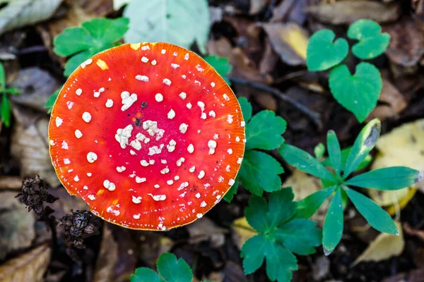 Červená Moucha Agarická Pozadí Lesa Toxické Halucinogen Houby Fly Agaric — Stock fotografie