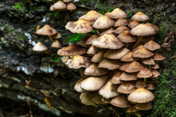 Mushrooms False Honey Fungus Stump Beautiful Autumn Forest Group Fungus — Stock Photo, Image