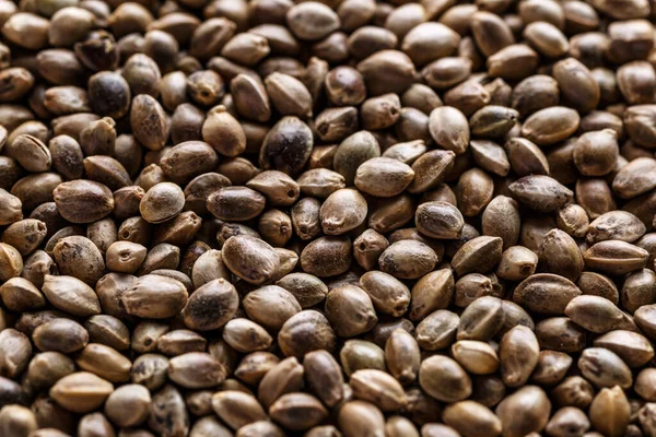 Muitas Sementes Cannabis Detalhe Macro Sementes Maconha Fundo Sementes Cânhamo — Fotografia de Stock