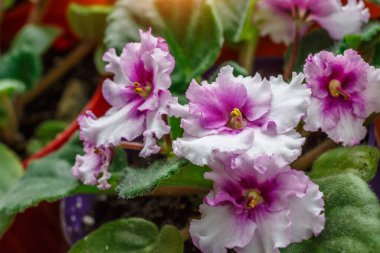 iki tonluk menekşe ve beyaz renkte dalgalı yapraklar ve bulanık arkaplanda yeşil yapraklar. Afrika menekşesi (Saintpaulia). saksı çiçekleri