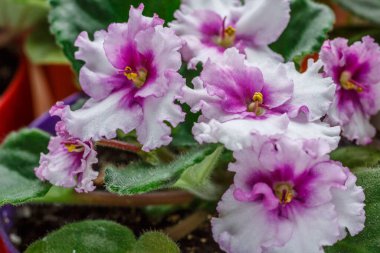 iki tonluk menekşe ve beyaz renkte dalgalı yapraklar ve bulanık arkaplanda yeşil yapraklar. Afrika menekşesi (Saintpaulia). saksı çiçekleri