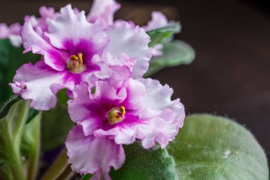 iki tonluk menekşe ve beyaz renkte dalgalı yapraklar ve bulanık arkaplanda yeşil yapraklar. Afrika menekşesi (Saintpaulia). saksı çiçekleri