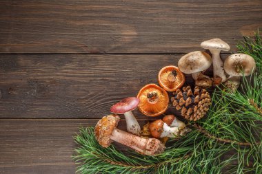 Ağacın arka planında mantarlar. Çam kozalağı ve ahşap masanın üzerinde yeşil dal, metin için boşluk kopyala. Lezzetli organik mantar Lactarius leziz. Noel kartı..