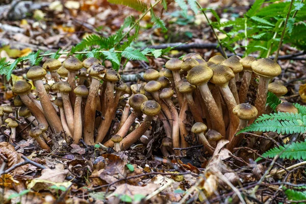 Armillaria Mellea Широко Известный Медовый Грибок Является Базидиомицетным Грибком Роде — стоковое фото