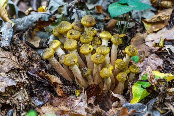 Armillaria Mellea Powszechnie Znana Jako Grzyb Miodowy Jest Grzybem Podstawnokomórkowym — Zdjęcie stockowe