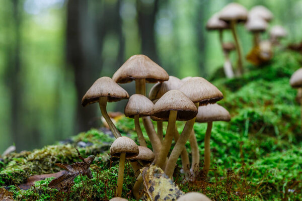 Mushrooms False honey fungus on a stump in a beautiful autumn forest.group fungus in autumn forest with leaves.Wild mushroom on the spruce stump. Autumn time in the forest.
