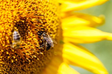 Sarı çiçekteki bal arısı, yakın plan. Sarı polenle kaplanmış bal arısı çiçekte nektar topluyor. Ayçiçeği tarlası manzaralı. Ayçiçeği ve arı