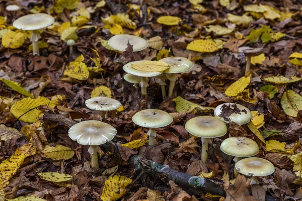 Amanita Phalloides Trujący Grzyb Powszechnie Znany Jako Czapka Śmierci — Zdjęcie stockowe