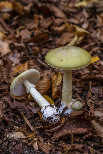 Amanita Phalloides Trujący Grzyb Powszechnie Znany Jako Czapka Śmierci — Zdjęcie stockowe