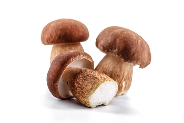 Group Boletus Mushroom Isolated White Background Boletus Mushrooms Porcini Mushroom — Stock Photo, Image
