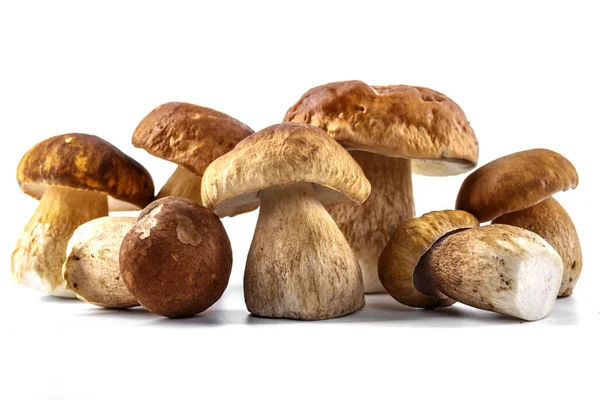 Грибы Boletus Изолированы Белом Фоне Грибы Boletus Грибы Porcini Лес — стоковое фото