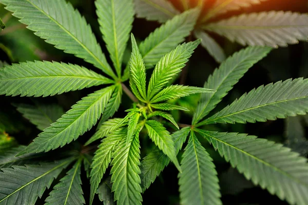 閉じる若い麻 大麻は薬と薬の間のスタンドオフです 農場で有機大麻の背景ハーブを栽培 — ストック写真