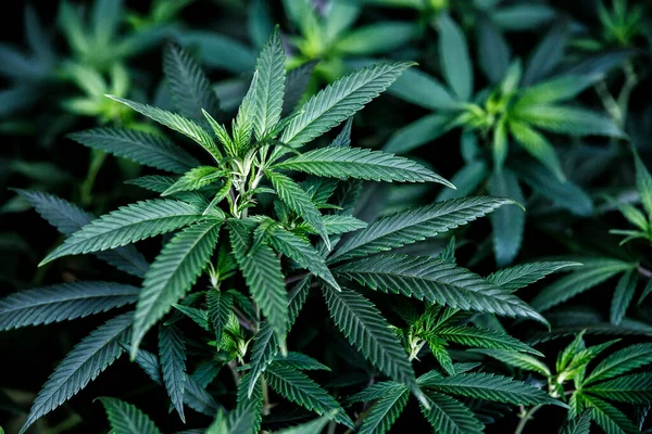 閉じる若い麻 大麻は薬と薬の間のスタンドオフです 農場で有機大麻の背景ハーブを栽培 — ストック写真