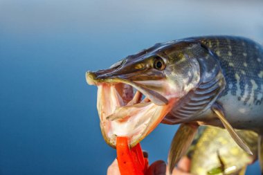 Kuzey turna balığı Esox Lucius olarak bilinir. Balıkçılık konsepti, iyi av - büyük tatlı su turna balığı. Balık başı ve yem yakın plan..