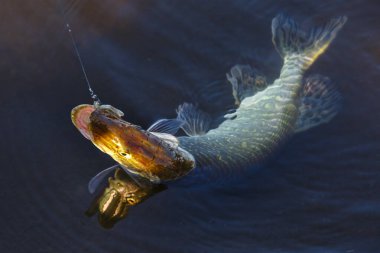 Kuzey turna balığı Esox Lucius olarak bilinir. Balıkçılık konsepti, iyi av - büyük tatlı su turna balığı. Balık başı ve yem yakın plan..