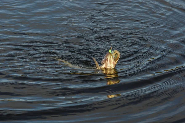 Пресноводная Северная Щука Известна Esox Lucius Концепция Рыболовства Хороший Улов — стоковое фото