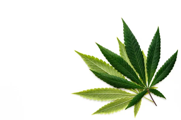 Kannabis Pattitilanne Lääkkeen Lääkkeen Välillä Vihreä Tausta Lehtiä Lähikuva Nuori — kuvapankkivalokuva