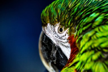Yeşil kanatlı makav aynı zamanda Kırmızı ve Yeşil Macaw.Vahşi yaşam fotoğrafçılığı. Siyah üzerine izole edilmiş. Doğanın çarpıcı güzelliği.