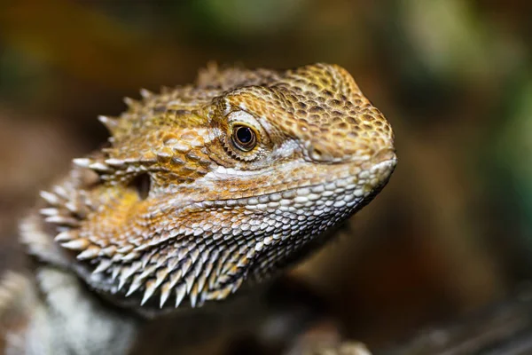 Πορτρέτο Μακροφωτογραφία Ενός Θηλυκού Γενειοφόρου Δράκου Στο Terrarium Lizards Του — Φωτογραφία Αρχείου