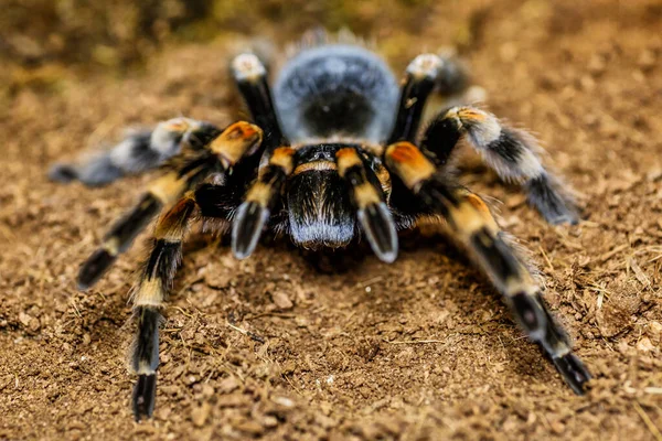 スパイダー タランチュラ ラシオドラ パラヒバナ の閉鎖的な女性は 脅迫的な立場にあります 足のスパンの面で最大のクモは巨大な猟師のクモです — ストック写真